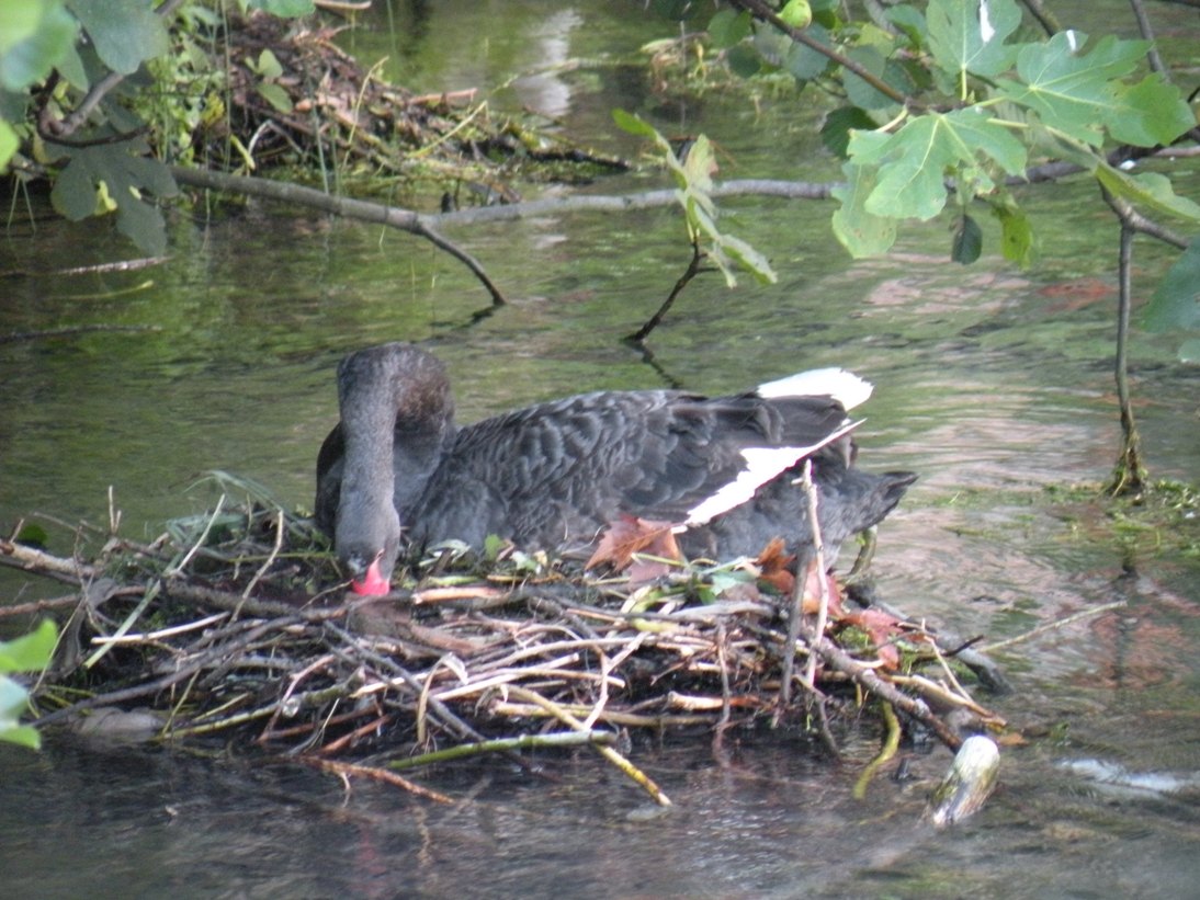 cigno nero